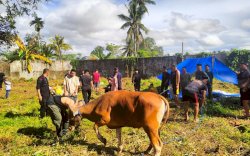 Sembelih 9  Ekor Sapi Kurban, Brimob Bone Bagikan Daging ke  Panti Asuhan dan Warga Sekitar Mako