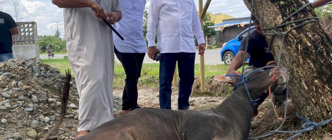 Anggota DPR RI dari Dapil Sulsel III Muhammad Fauzi merayakan Iduladha 1444 Hijriah di Kabupaten Luwu Utara. Di hari raya kurban ini, Abang Fauzi, sapaan akrabnya, berkurban 7 ekor sapi khusus di Luwu Utara.