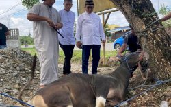 Anggota DPR RI Muhammad Fauzi Kurban 7 Ekor Sapi di Lutra, Ini Pesannya Bagi Masyarakat! 