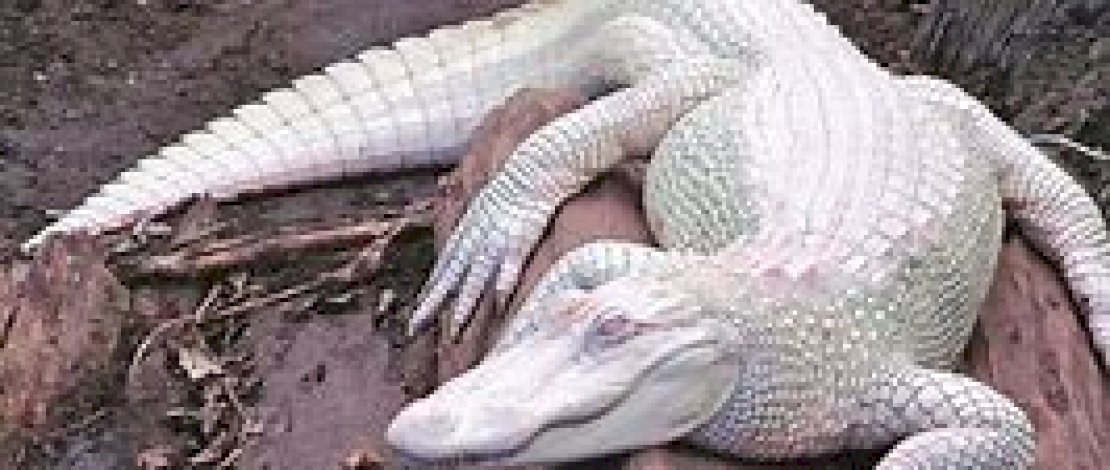 Aneh!! Seorang Pejabat Nikahi Binatang Reptil