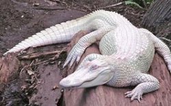 Aneh!! Seorang Pejabat Nikahi Binatang Reptil