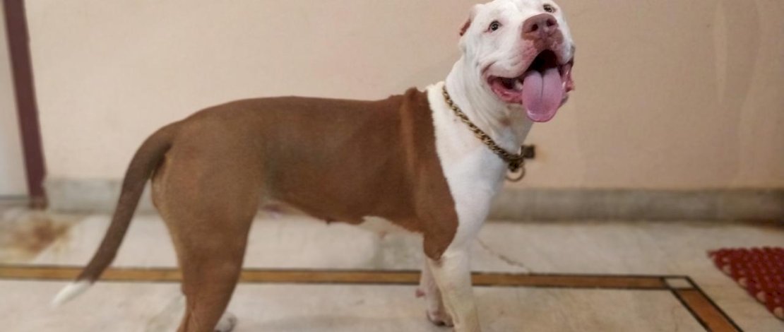 Pitbull Terrier, salah satu jenis anjing yang tidak boleh dipelihara