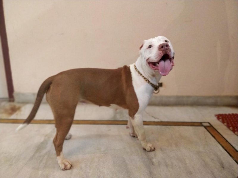 Jangan Asal Adopsi, Ini 10 Anjing yang Tidak Boleh Dipelihara