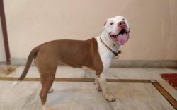 Jangan Asal Adopsi, Ini 10 Anjing yang Tidak Boleh Dipelihara