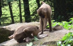 Induk Monyet Memakan Mayat Bayinya Usia 8 Hari