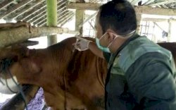 Langkah Cepat Kementan Tangani Penyakit Antraks di Gunungkidul