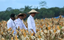 Jokowi Pastikan Program Food Estate Keerom Berkembang Baik