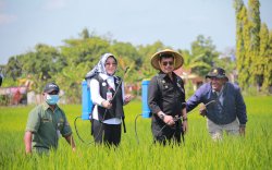 Mentan SYL Tinjau Penanganan Hama Wereng di Kabupaten Klaten