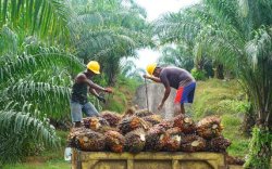 Pertanian Tetap Kokoh, BPS Sebut Ekspor Kelapa Sawit Naik Saat yang Lain Turun