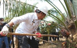 Mentan SYL Dorong Provinsi Sumsel Jadi Percontohan Pengembangan Sawit Nasional