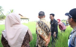 Tinjau Sawah di Cianjur, Mentan SYL Dorong Percepatan Gertam Padi 1.000 Ha