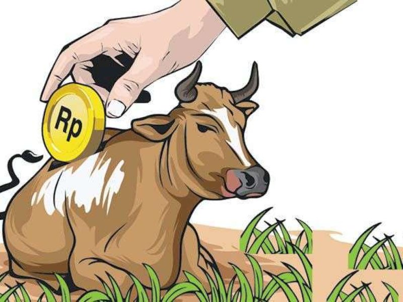 Dugaan Korupsi Sapi BPBD, Penyidik Kejari Jeneponto Tahan Tersangka