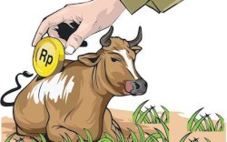 Dugaan Korupsi Sapi BPBD, Penyidik Kejari Jeneponto Tahan Tersangka