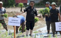 Percepatan Tanam Padi di Gowa, Mentan SYL Minta Daerah Perkuat Pangan Nasional Hadapi Elnino