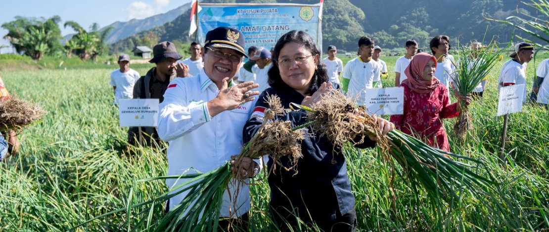 Panen Raya Bawang Putih Program Swakelola Musim Tanam 2023 di Sembalun, Lombok Timur, Selasa, 25 Juli 2023.
