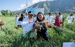 Strategi Jitu Kementan Tingkatkan Penyediaan Benih Bawang Putih Nasional di Sembalun