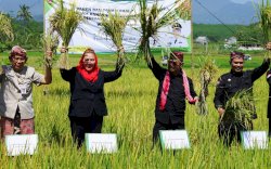 Mentan Panen dan Tanam Padi di Kota Semarang, Perkuat Ketersediaan Pangan Hadapi Elnino