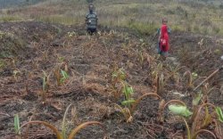 Cuaca Ekstrem, Enam Orang Meninggal di Puncak Papua Akibat Diare dan Dehidrasi