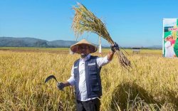 Bersama Petani, Gubernur Andi Sudirman Panen dan Tanam Mandiri Benih Padi di Maros