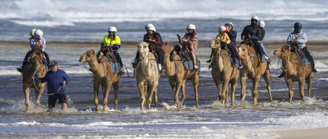 Wow! Jumlah Unta di Autralia Ternyata Lebih Banyak dari Arab, Kok Bisa?
