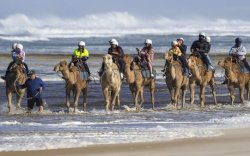 Wow! Jumlah Unta di Autralia Ternyata Lebih Banyak dari Arab, Kok Bisa?
