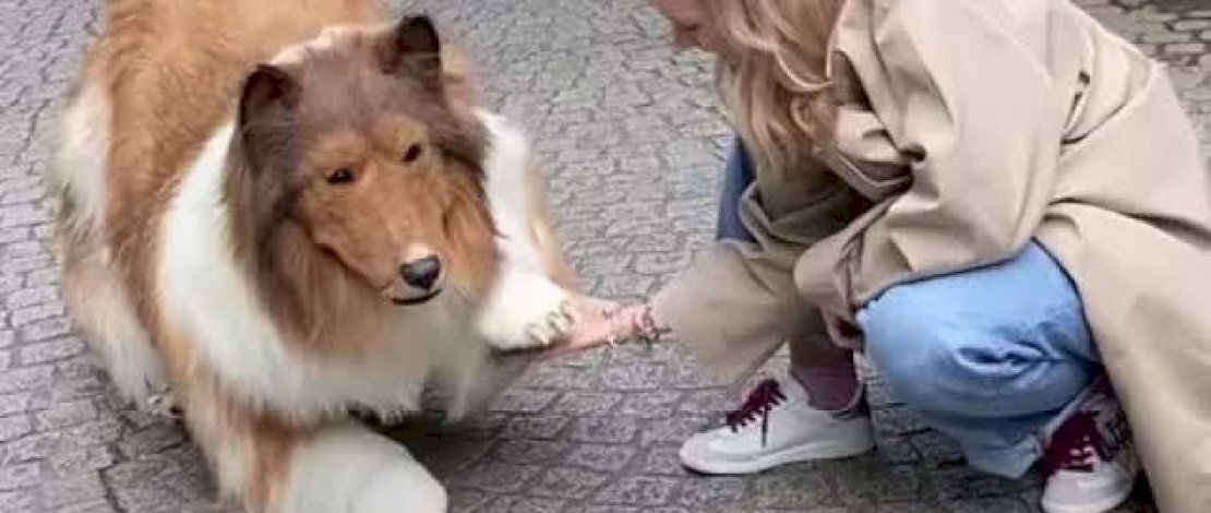 Sudah Habiskan Ratusan Juta, Manusia Anjing di Jepang Mengaku Gugup Saat Keluar Rumah 