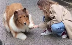 Sudah Habiskan Ratusan Juta, Manusia Anjing di Jepang Mengaku Gugup Saat Keluar Rumah 