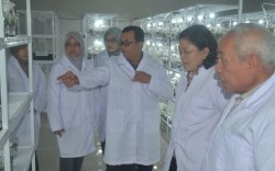 Dorong Peningkatan Produksi, Kementan Launching Benih Pisang Hasil Kultur Jaringan di Kaltim 