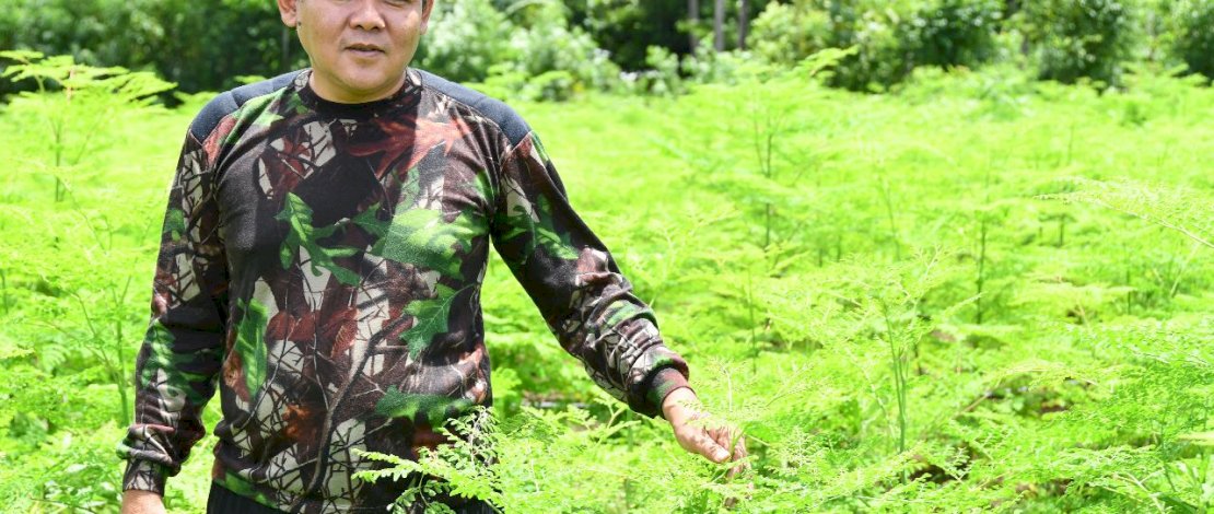 Salah satu komoditas perkebunan yang prospek dikembangkan karena memiliki nilai ekonomi tinggi dan potensi pasar hingga ekspor adalah Moringa atau biasa dikenal kelor. Salah satu komoditas perkebunan yang prospek dikembangkan karena memiliki nilai ekonomi tinggi dan potensi pasar hingga ekspor adalah Moringa atau biasa dikenal kelor.