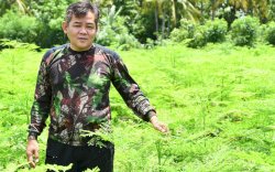 Melejit di Pasar Ekspor, Kementan Genjot Pengembangan Hulu-Hilir Kelor