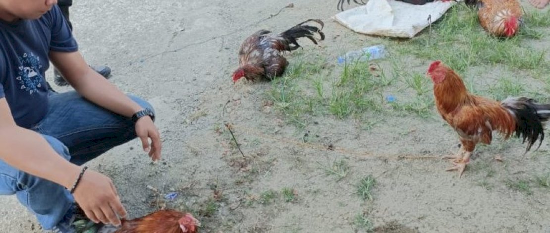 Kejar-kejaran dengan Polisi, Pelaku Sabung Ayam di Mamuju Berhasil Kabur 