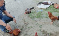 Kejar-kejaran dengan Polisi, Pelaku Sabung Ayam di Mamuju Berhasil Kabur 