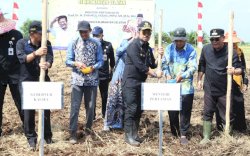 Mitigasi El Nino, Mentan SYL Panen Padi dan Gerakan Tanam Padi di Barito Kuala