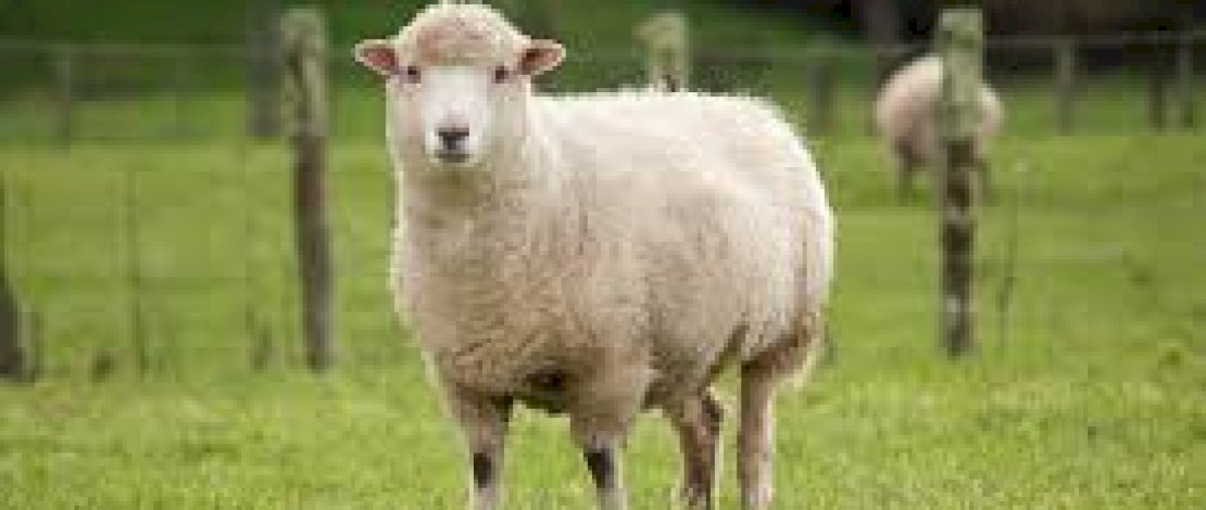 Disnakeswan Sebut Bisnis Ternak Domba Mulai Dilirik di Sulsel, Sapi Bakal Terancam