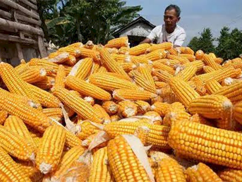 Harga Jagung Masih Tinggi, Bapanas: Perlu Kewaspadaan di Semua Daerah
