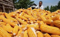 Harga Jagung Masih Tinggi, Bapanas: Perlu Kewaspadaan di Semua Daerah