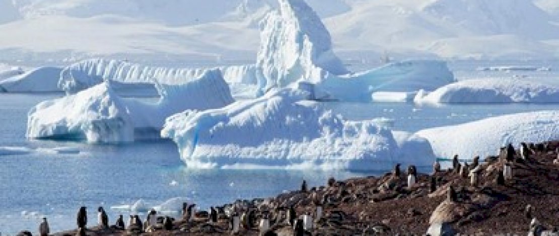 Antartika Meleleh, 10.000 Anak Penguin Dikabarkan Tewas 