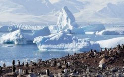 Antartika Meleleh, 10.000 Anak Penguin Dikabarkan Tewas 