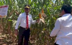 Mentan SYL Launching Jagung Jago Hasil Kolaborasi Unhas-Kementan