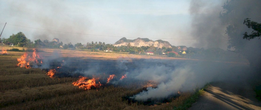 Ilustrasi sawah terbakar