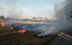 Gara-gara Kekeringan, 200 Hektare Sawah Terbakar  di Sulsel