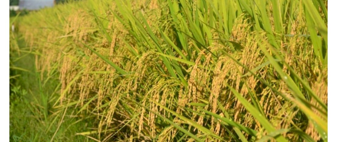 Bertahan di Tengah Ancaman El Nino, Luwu Utara Surplus Beras 55.769 Ton