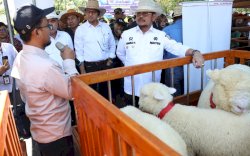 Tiga Penghargaan Dunia Bagi Kementan Berkat Prestasi Sektor Peternakan