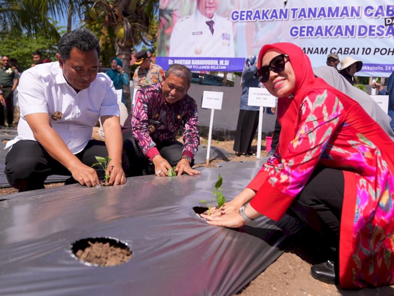 Sofha Marwah Bahtiar Mulai Gerakan Tanam Cabai di Kabupaten Wajo
