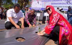 Sofha Marwah Bahtiar Mulai Gerakan Tanam Cabai di Kabupaten Wajo