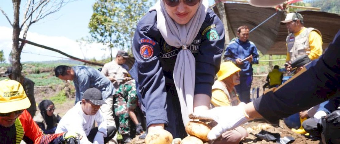 Bupati Luwu Utara, Indah Putri Indriani, ikut memanen kentang di Desa Limbong, Kecamatan Rongkong, Minggu, 24 September 2023.