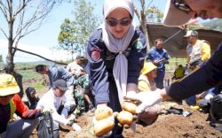 Petani Kentang di Luwu Utara Beromset Ratusan Juta