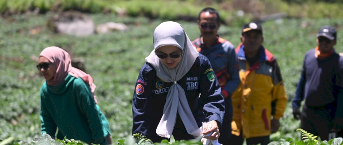 Petani Kentang Beromset Ratusan Juta, Suplai Kebutuhan dari Rongkong ke IKN