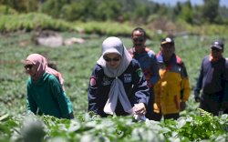 Petani Kentang Beromset Ratusan Juta, Suplai Kebutuhan dari Rongkong ke IKN