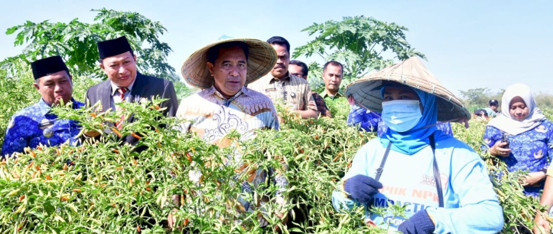 Pj Gubernur Sulsel, Bahtiar Baharuddin, bersama Bupati Maros Andi Syafril Chaidir Syam dan jajaran Forkopimda Maros, melakukan panen cabai varietas cakra putih di kebun seluas 32 hektar, di kebun petani Lingkungan Dulang, Kelurahan Borong, Kecamatan Tanralili.